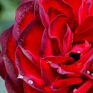 Róże ogrodowe - róże rabatowe floribunda - czerwony  - Rosa  A pesti srácok emléke - róża bez zapachu - Márk Gergely - -
